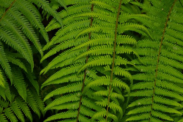 Explore les top astuces pour collectionner des displays pokémon !